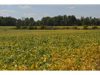 Property photo 10 - LAND AUCTION - 99+/- Acres offered in 4 Tracts or Combinations in Allen County